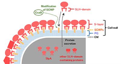 The Surface Layer Homology Domain-Containing Proteins of Alkaliphilic Bacillus pseudofirmus OF4 Play an Important Role in Alkaline Adaptation via Peptidoglycan Synthesis